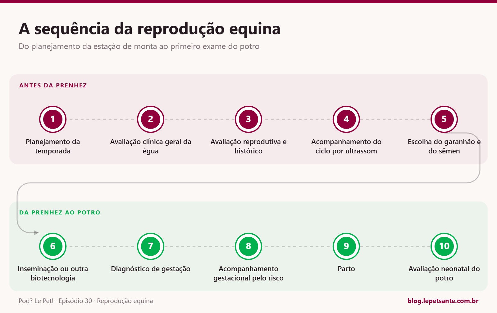 Etapas da reprodução equina, do planejamento da estação de monta ao nascimento do potro