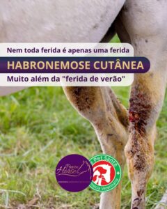 Habronemose em cavalos: ferida de verão na pele do equino