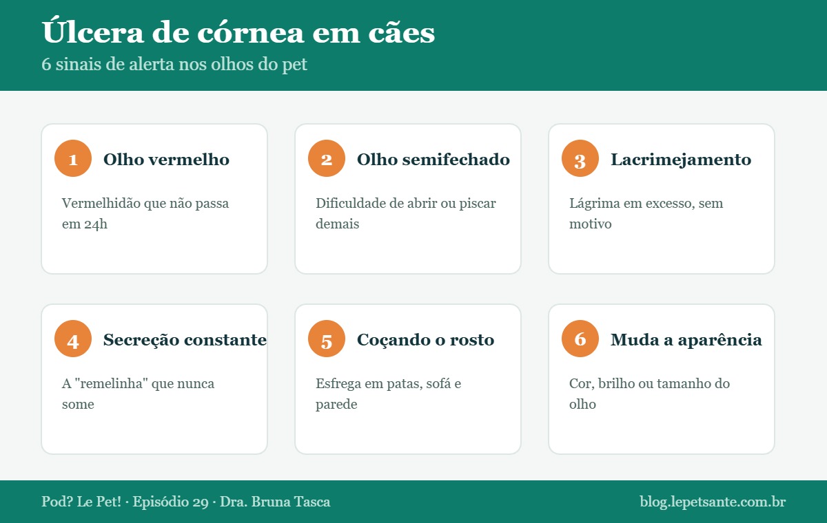 Úlcera de córnea em cães: seis sinais de alerta nos olhos do pet