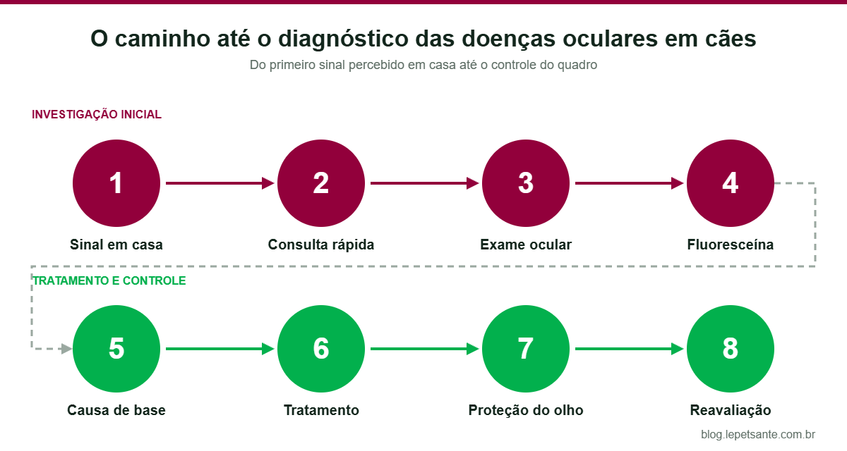 Infográfico com as oito etapas do diagnóstico das doenças oculares em cães