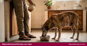 hiperadrenocorticismo em cães: cão idoso bebendo água em excesso