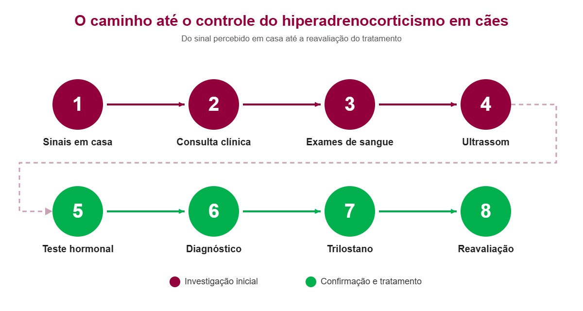 etapas do diagnóstico e tratamento do hiperadrenocorticismo em cães