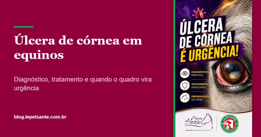 Úlcera de córnea em equinos: diagnóstico, tratamento e quando é urgência