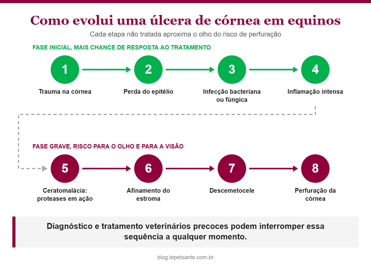 Infográfico com a evolução da úlcera de córnea em equinos, do trauma inicial à perfuração